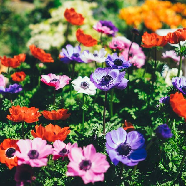 Gezond Romanschrijver knal De mooiste zomerplanten voor in uw tuin