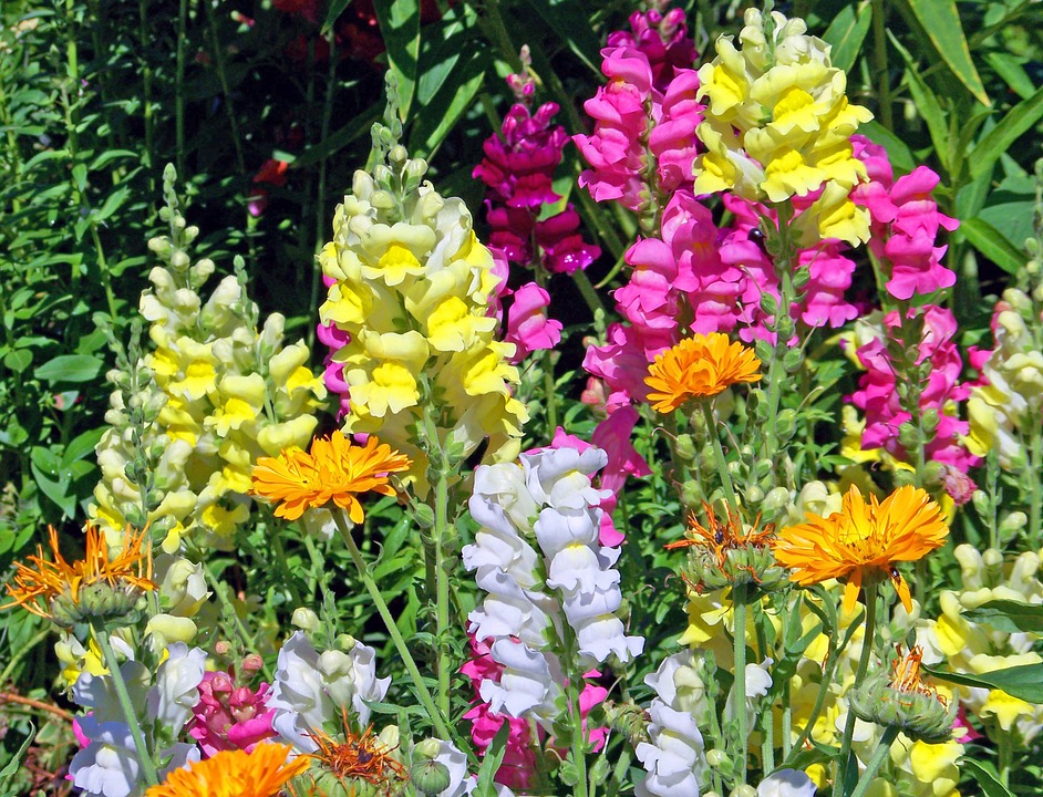 Gezond Romanschrijver knal De mooiste zomerplanten voor in uw tuin